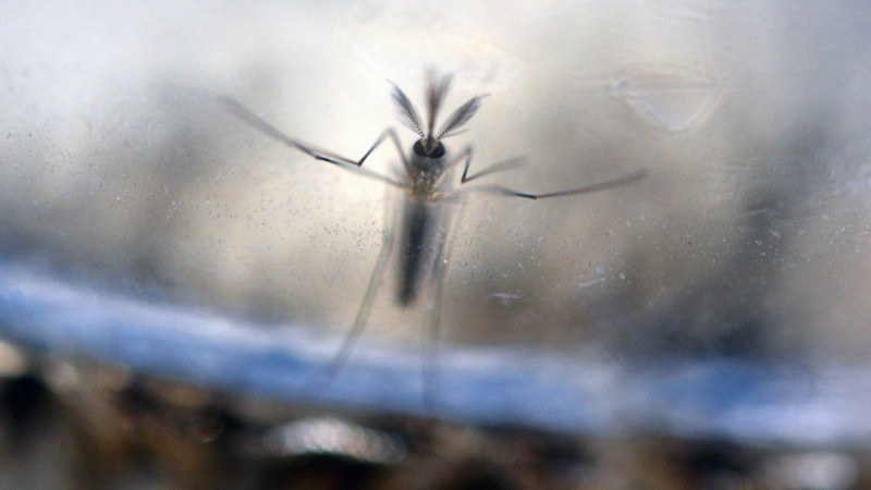 Hai người đầu tiên lây nhiễm virus Zika do quan hệ đồng tính