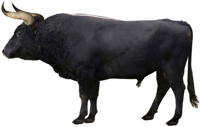 Hồi sinh loài bò rừng nặng 1.500kg đã tuyệt chủng 400 năm