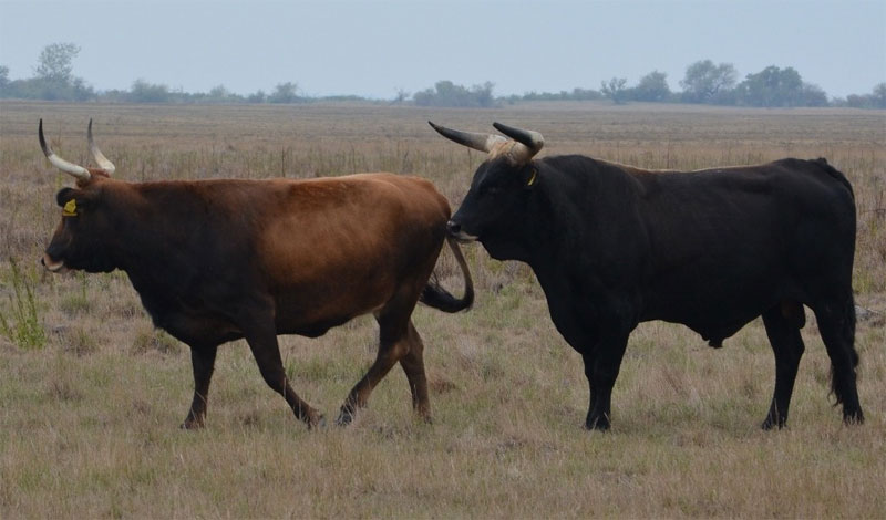 Hồi sinh loài bò rừng nặng 1.500kg đã tuyệt chủng 400 năm