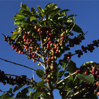 Tại sao chỉ một số nơi trồng được cà phê ngon nhất thế giới?