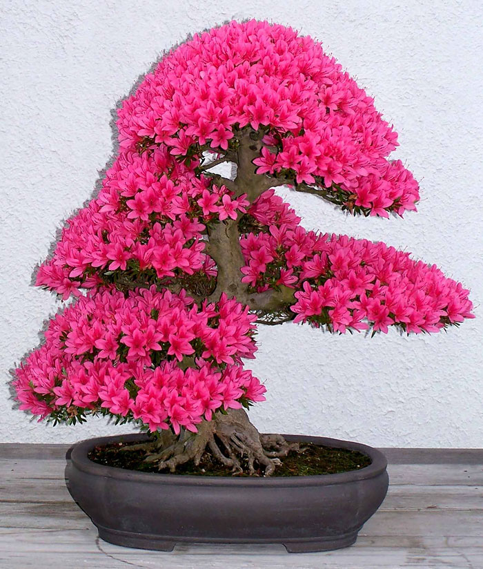 Lịch sử, ý nghĩa, các thế bon sai và bộ sưu tập 30 cây bon sai tuyệt đẹp