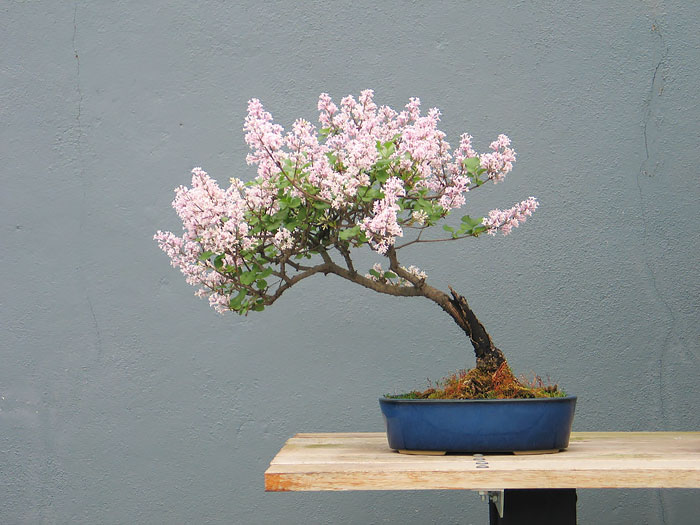 Lịch sử, ý nghĩa, các thế bon sai và bộ sưu tập 30 cây bon sai tuyệt đẹp