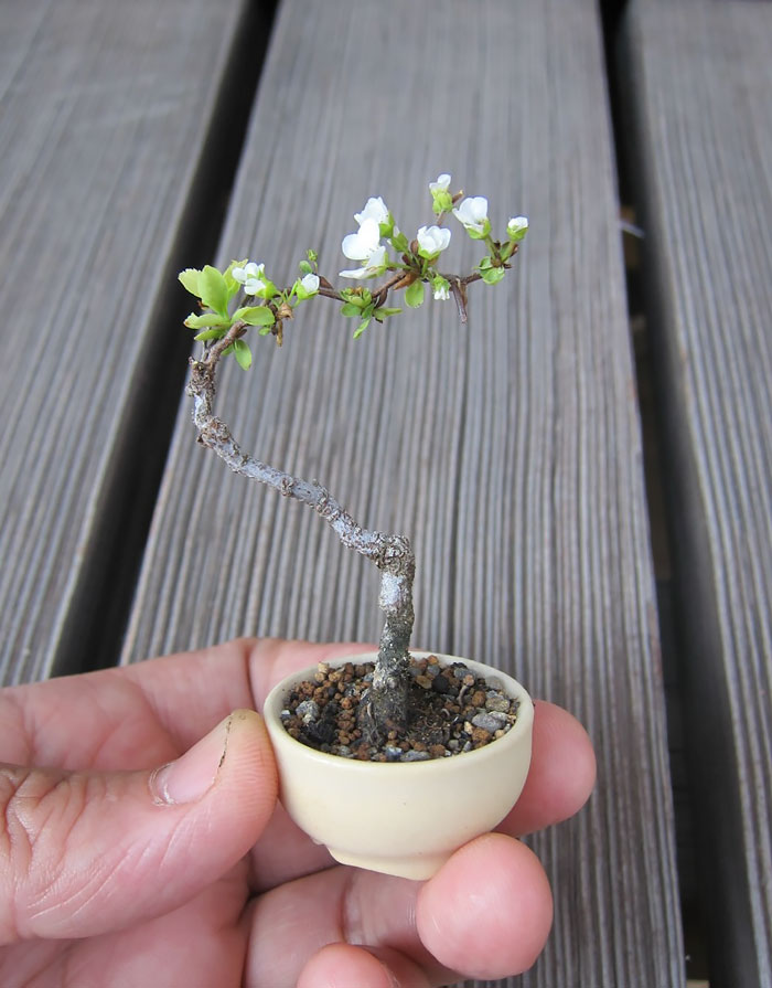 Lịch sử, ý nghĩa, các thế bon sai và bộ sưu tập 30 cây bon sai tuyệt đẹp