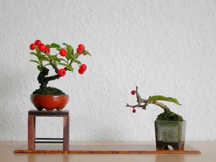 Lịch sử, ý nghĩa, các thế bon sai và bộ sưu tập 30 cây bon sai tuyệt đẹp