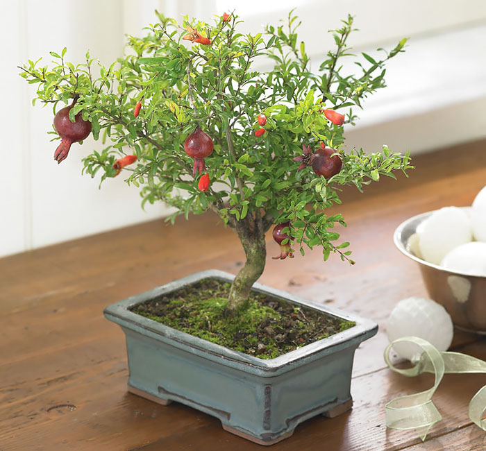 Lịch sử, ý nghĩa, các thế bon sai và bộ sưu tập 30 cây bon sai tuyệt đẹp