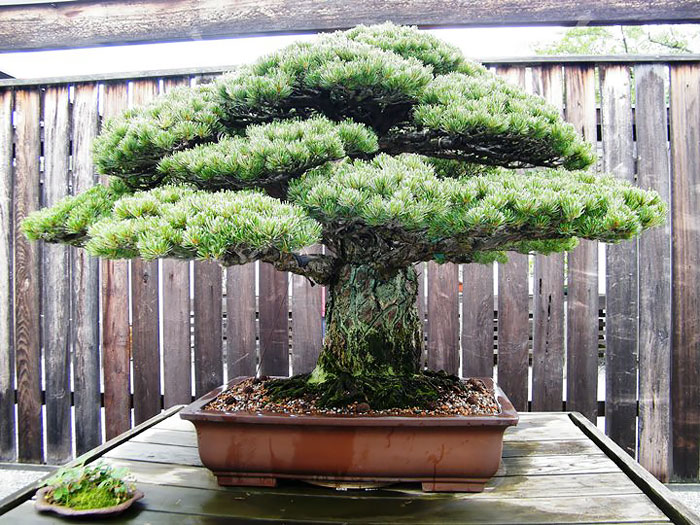 Lịch sử, ý nghĩa, các thế bon sai và bộ sưu tập 30 cây bon sai tuyệt đẹp