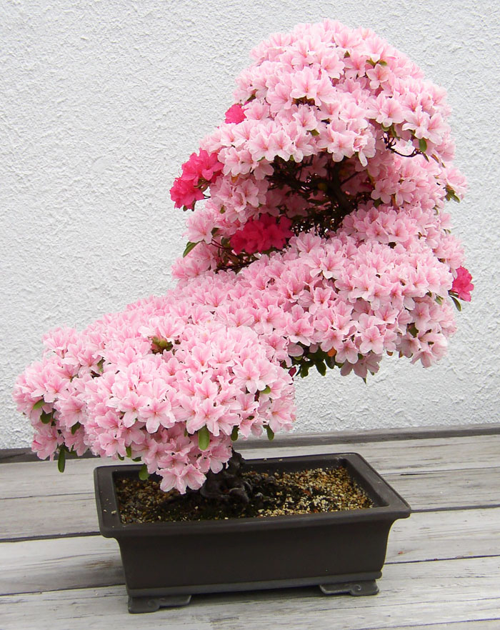 Lịch sử, ý nghĩa, các thế bon sai và bộ sưu tập 30 cây bon sai tuyệt đẹp