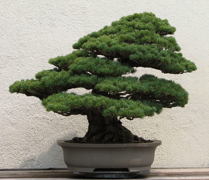 Lịch sử, ý nghĩa, các thế bon sai và bộ sưu tập 30 cây bon sai tuyệt đẹp