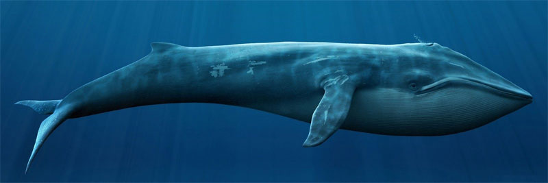 Đây là động vật lớn nhất thế giới, cá dài nhất phái triển đến 33m.