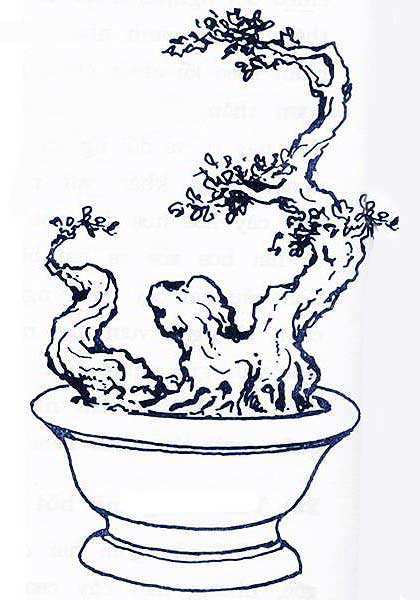 Lịch sử, ý nghĩa, các thế bon sai và bộ sưu tập 30 cây bon sai tuyệt đẹp