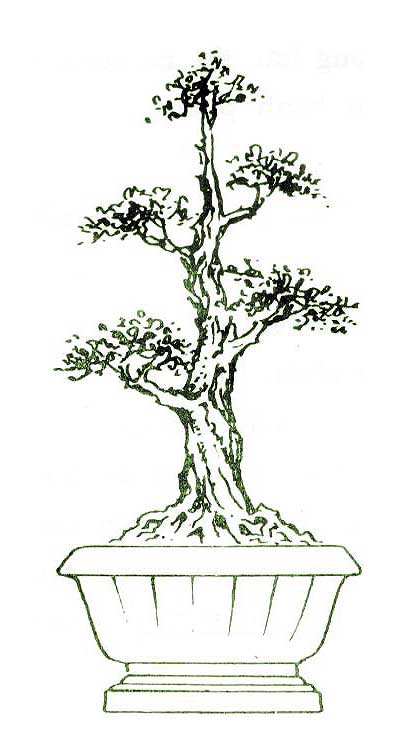 Lịch sử, ý nghĩa, các thế bon sai và bộ sưu tập 30 cây bon sai tuyệt đẹp