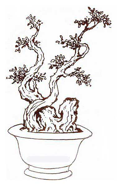 Lịch sử, ý nghĩa, các thế bon sai và bộ sưu tập 30 cây bon sai tuyệt đẹp