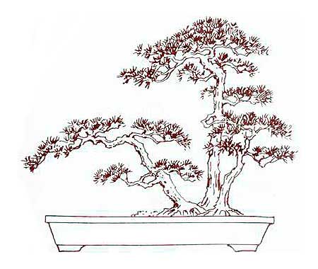 Lịch sử, ý nghĩa, các thế bon sai và bộ sưu tập 30 cây bon sai tuyệt đẹp