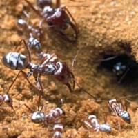 Bí mật của loài kiến sống ung dung tự tại ở sa mạc Sahara