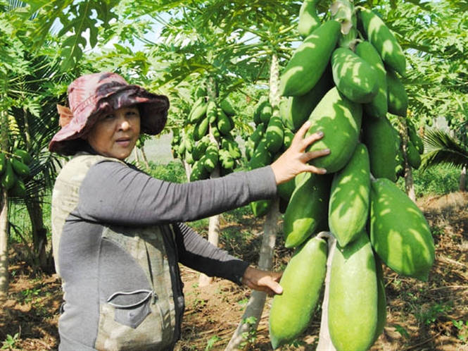 Kỹ thuật trồng cây đu đủ sai quả quanh năm, ít sâu bệnh