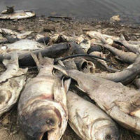 Các hiện tượng cá chết hàng loạt khắp thế giới