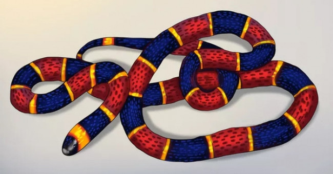 5 mẹo dân gian khiến rắn sẽ không dám bén mảng tới gần ...