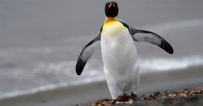 Đây là 10 từ tiếng Anh khó phát âm nhất quả đất