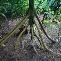 Sự thực về những cây cọ biết đi ở Ecuador