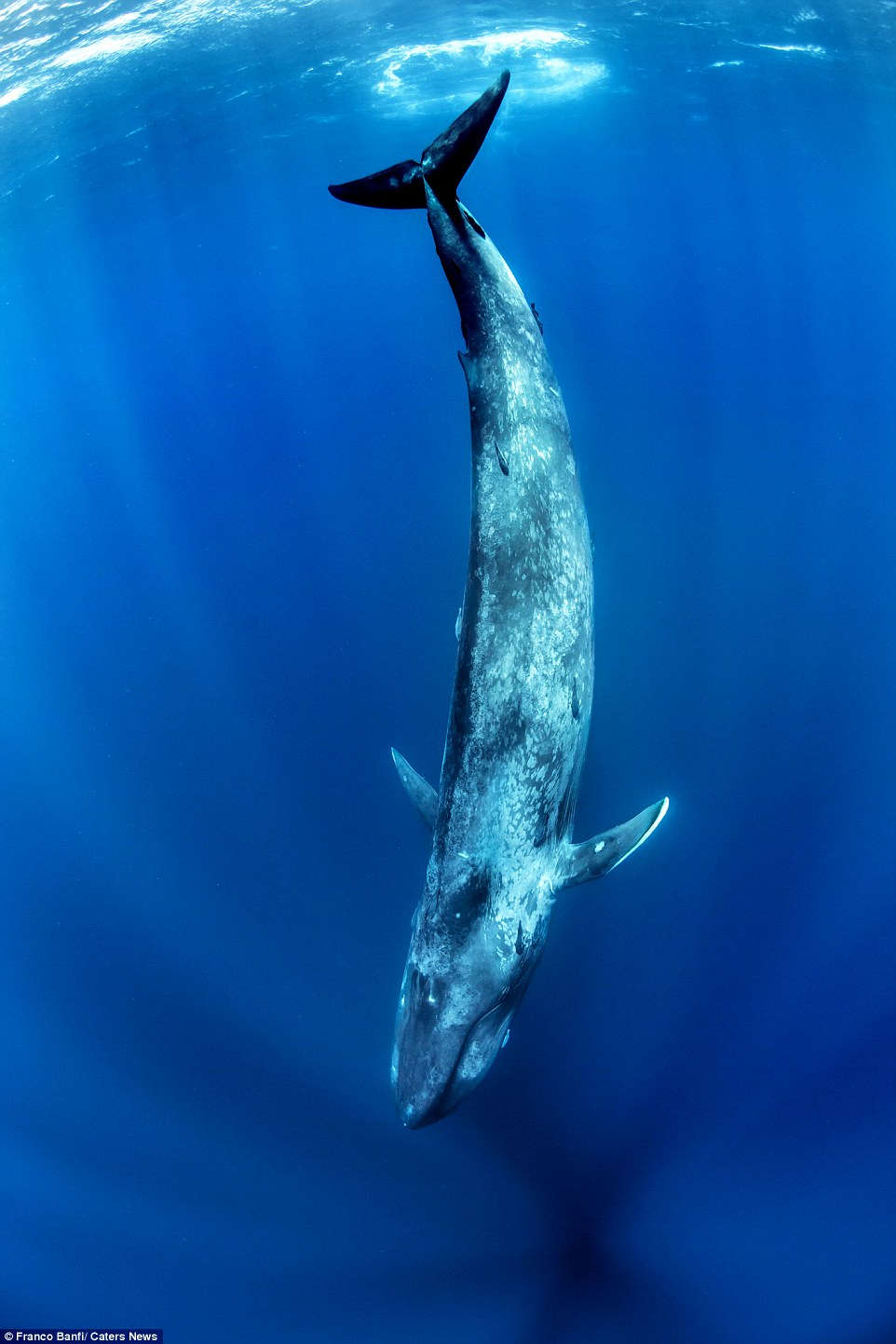 Cận cảnh cá voi xanh 170 tấn lớn nhất hành tinh - KhoaHoc.tv