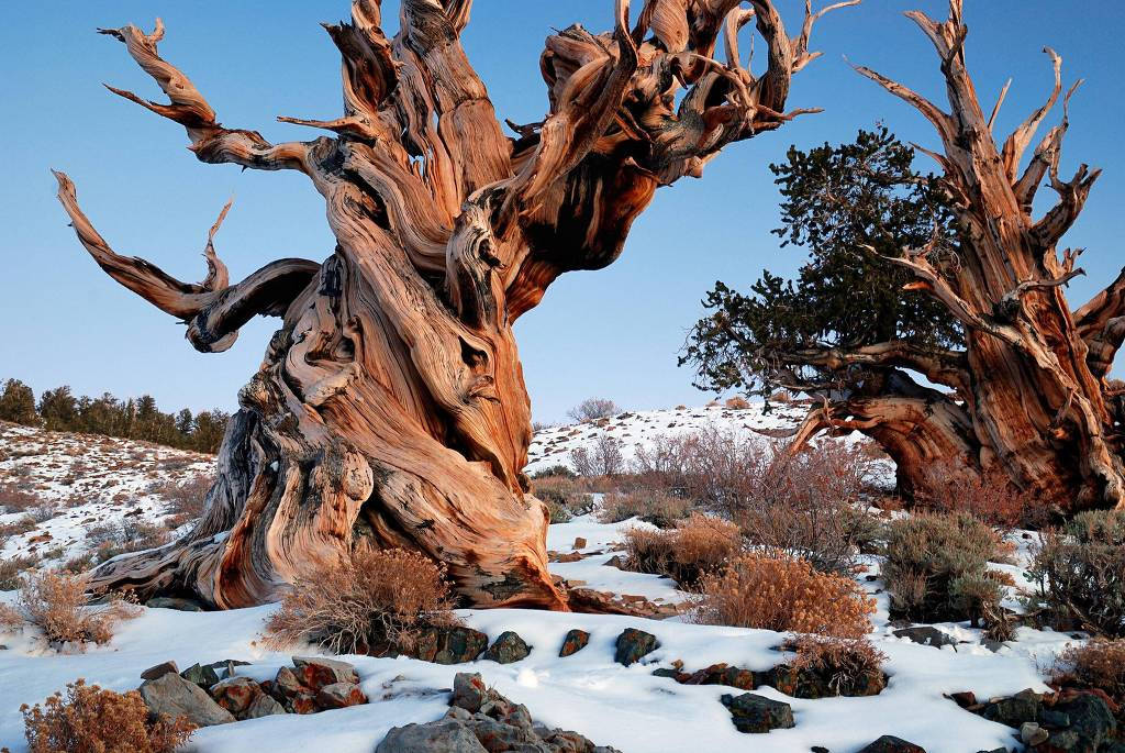 Cây thông Methuselah mọc trên dãy núi White, California, Mỹ