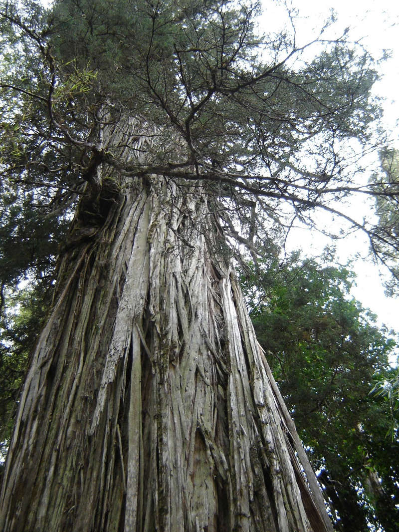 Alerce là tên gọi chung cho loài cây Fitzroya cupressoides có chiều cao chót vót xuất xứ từ vùng núi Andes