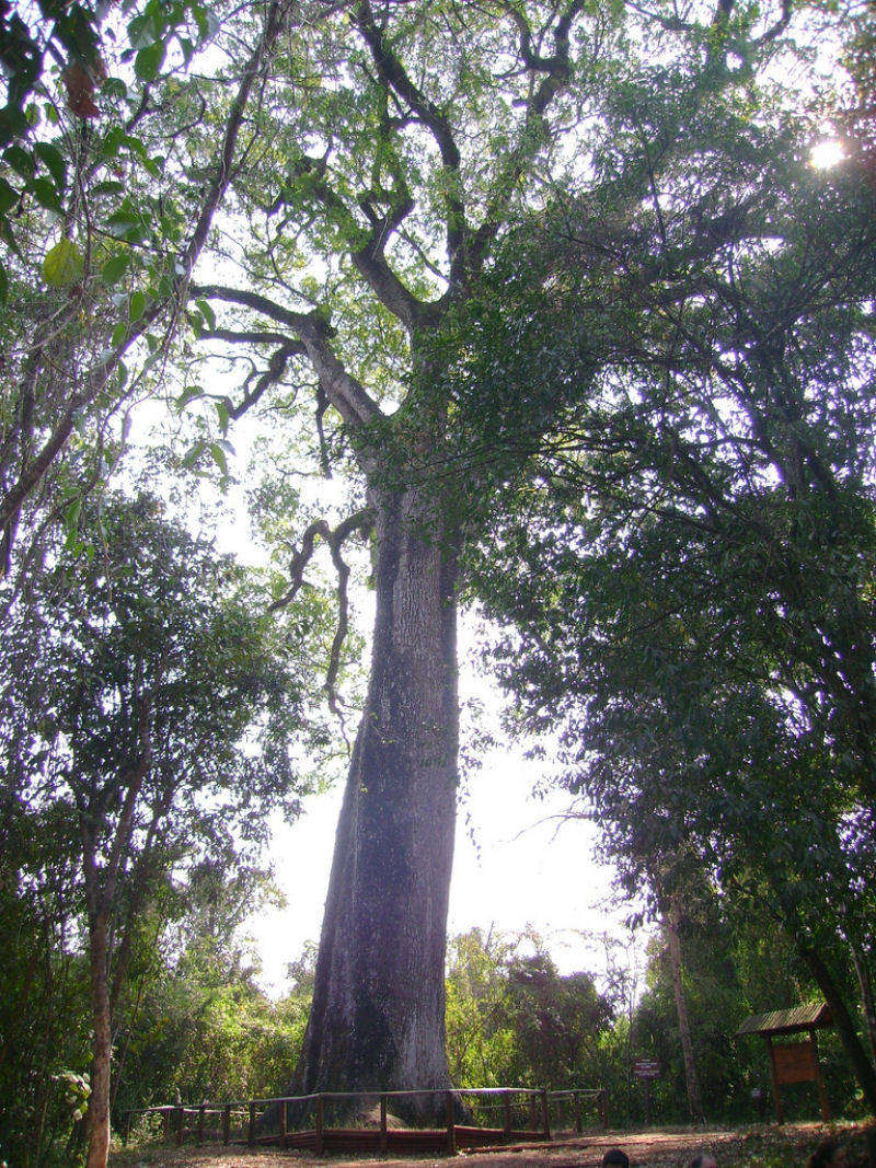 Cây Patriarca da Floresta, thuộc loài Cariniana legalis, mọc ở Brazil ước tính khoảng 3.000 năm tuổi.