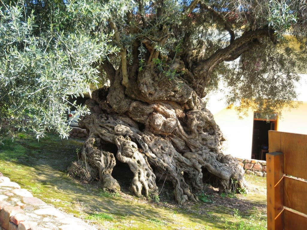 Cây ô-liu Vouves mọc trên đảo Crete, Hy Lạp là một trong 7 cây ô-liu có tuổi thọ lớn nhất Địa Trung Hải. Theo ước tính của các nhà khoa học, cây hơn 3.000 năm tuổi 