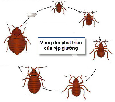 Bí quyết tiêu diệt rệp giường không dùng hóa chất