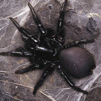 12 loài nhện độc đáng sợ nhất với con người