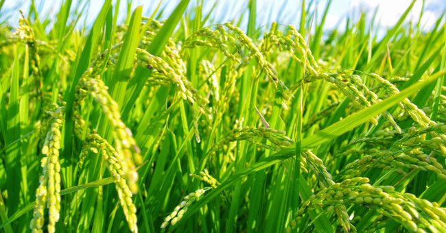 Phân bón sản xuất bằng ánh sáng Mặt Trời
