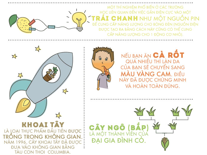 Rau quả và những sự thật thú vị bạn chưa từng được biết