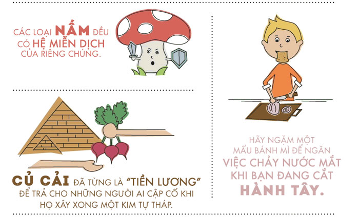 Rau quả và những sự thật thú vị bạn chưa từng được biết