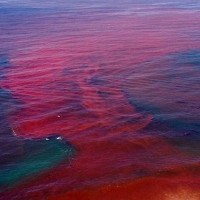 Thủy triều đỏ và những tác hại đối với sản xuất thủy sản