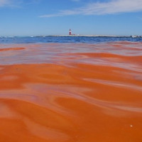 Sự nguy hiểm của thủy triều đỏ