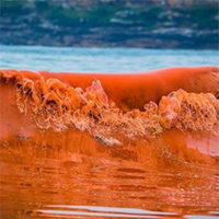 Hiện tượng thủy triều đỏ là gì?