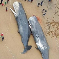 Bụng cá voi chết trên biển châu Âu chứa đầy rác