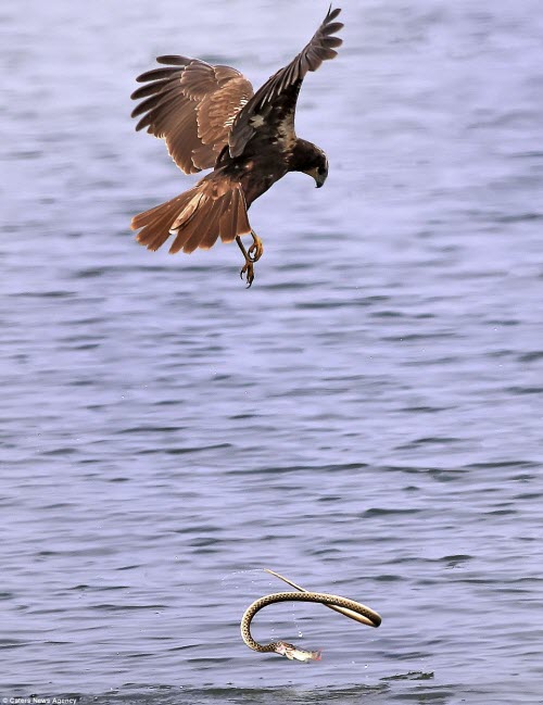 "Tôi nhìn thấy chim đại bàng bay trên hồ để săn cá. Khi nó lao xuống nước bắt cá, ngay lập tức con rắn lao tới để tranh mồi", nhiếp ảnh gia 35 tuổi nói.