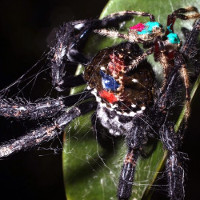 Kỳ lạ loài nhện quan hệ bằng miệng 100 lần