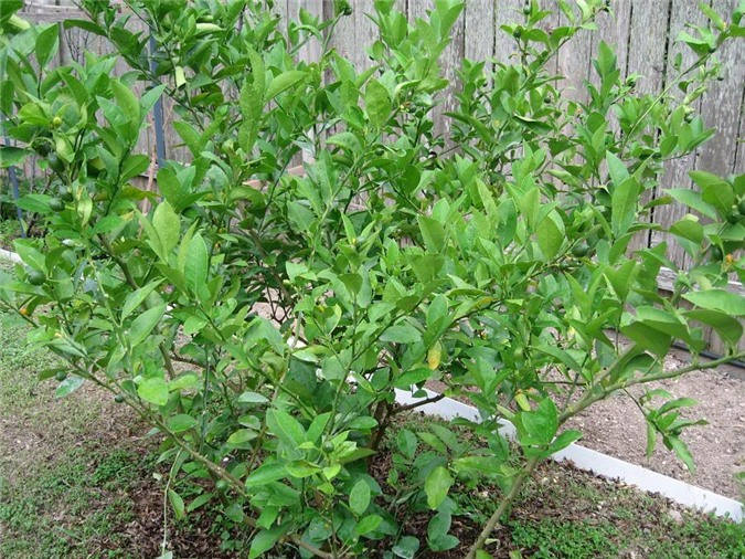 Kỹ thuật trồng cây chanh cho trái quanh năm
