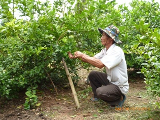 Kỹ thuật trồng cây chanh cho trái quanh năm