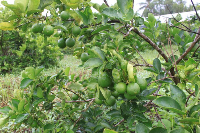 Kỹ thuật trồng cây chanh cho trái quanh năm