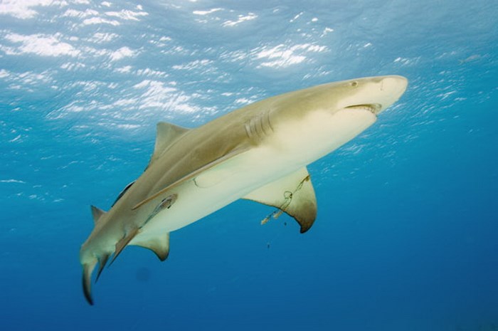 Cá mập chanh dài khoảng 3.04m và nặng lên tới 90.7kg.
