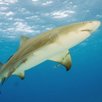 Khám phá gây sửng sốt về cá mập chanh