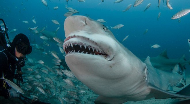 Loài cá mập chanh có thể sống sót trong tự nhiên tới 27 năm.
