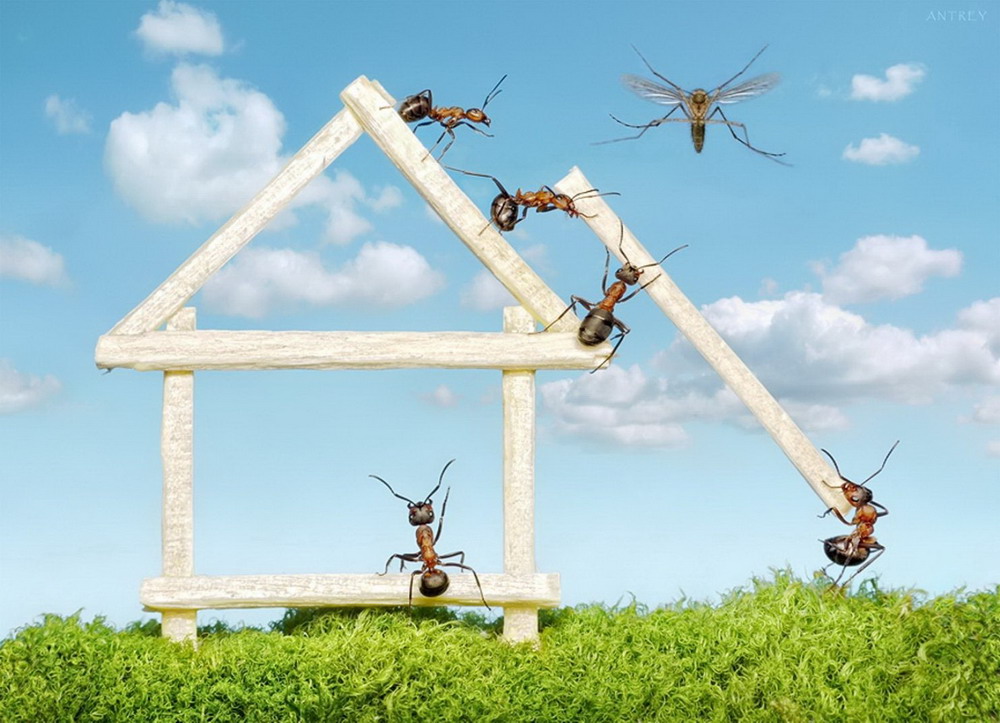 Những bức ảnh kiệt tác về loài kiến khiến bạn kinh ngạc