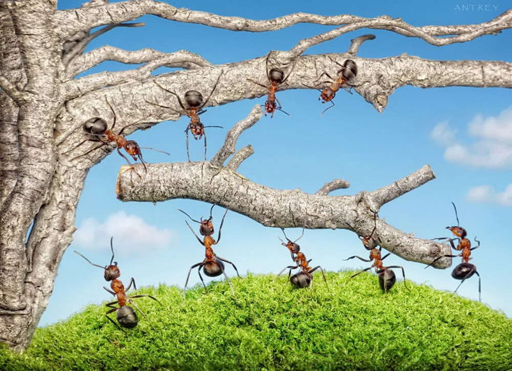 Những bức ảnh kiệt tác về loài kiến khiến bạn kinh ngạc