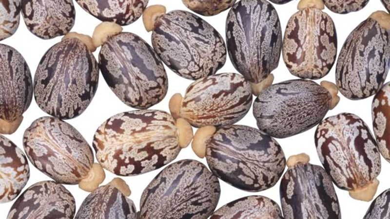 Những loại cây độc nhất thế giới