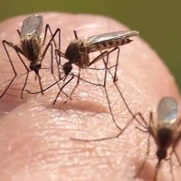 Vì sao loài muỗi rất thích đốt con người?