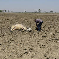 Nắng nóng kỷ lục ở Ấn Độ, bò ngất lịm trên ruộng